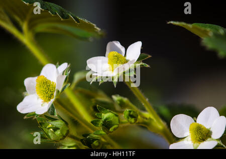 weiße Blüte Erdbeer Blumen und grünen Blättern detail Stockfoto