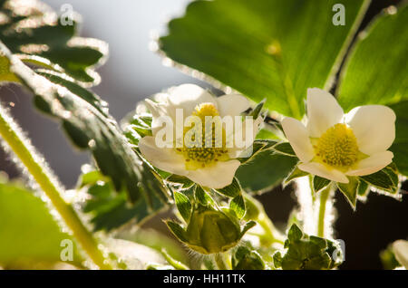 weiße Blüte Erdbeer Blumen und grünen Blättern detail Stockfoto