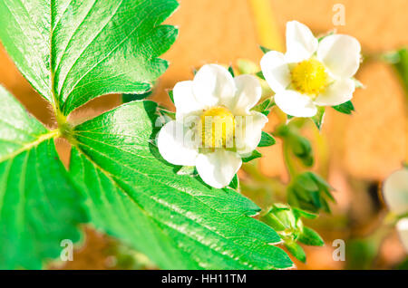 weiße Blüte Erdbeer Blumen und grünen Blättern detail Stockfoto