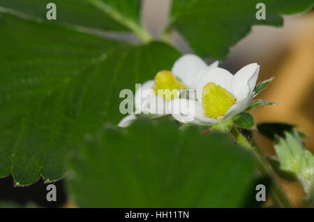 weiße Blüte Erdbeer Blumen und grünen Blättern detail Stockfoto