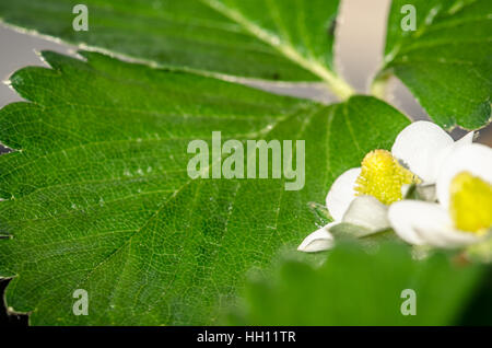 weiße Blüte Erdbeer Blumen und grünen Blättern detail Stockfoto