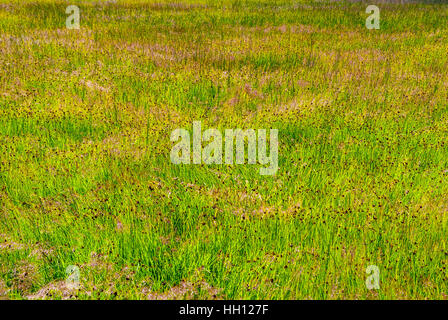 Grass Reed Hintergrund auf See Liepaja, Lettland Stockfoto