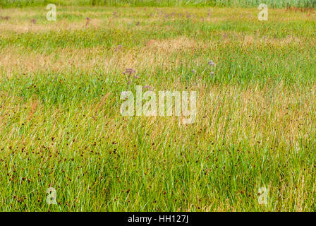 Grass Reed Hintergrund auf See Liepaja, Lettland Stockfoto