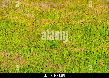 Grass Reed Hintergrund auf See Liepaja, Lettland Stockfoto