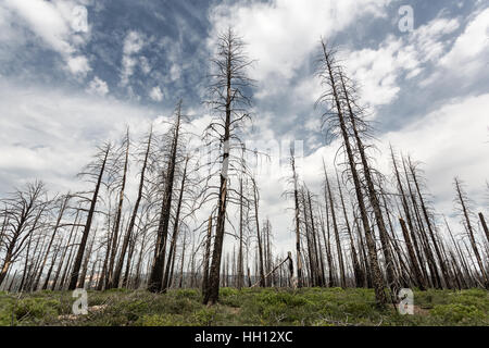 Totholz, Ökologie Umwelt Landschaft. Stockfoto