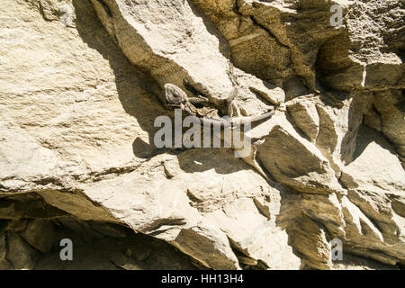 Ein Kaschmir Rock Agama (Laudakia Tuberculata) sonnt sich in der warmen Sonne in einer ansonsten kühlen Tag. Reptilien sind kaltblütige und müssen sie selbst Sonne... Stockfoto