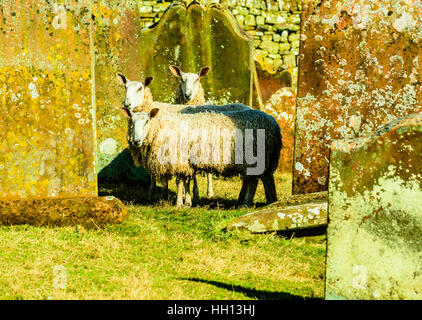 Schafe weiden unter den Grabsteinen auf dem Kirchhof von St. Lawrence die Märtyrer in Kirkland Eden Cumbria Stockfoto