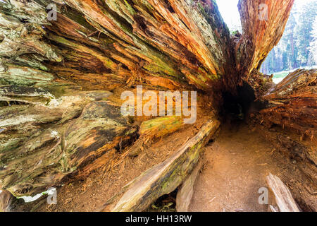 Perspektive Erschießung von tiefen Baum hohl. Stockfoto