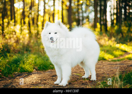 Weißen Samojeden Hund Outdoor Portrait in Wald, Park Stockfoto