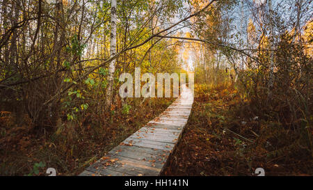 Hölzerne Internat Weg Weg Weg im herbstlichen Wald. Stockfoto