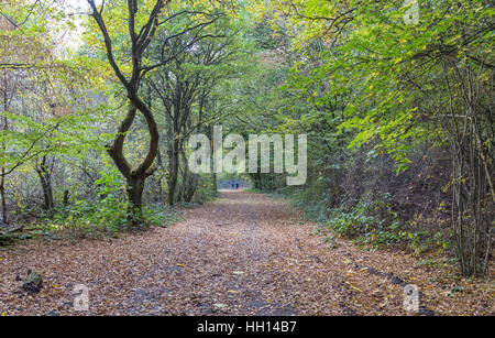 Spaziergänger im Wald. Auf eine helle November Tag und zeigt zwei Menschen zu Fuß auf einem Pfad in den Wald genommen. Stockfoto