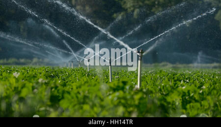 Wassersprenger Bewässerung das Feld, um die Pflanzen besser wachsen Stockfoto