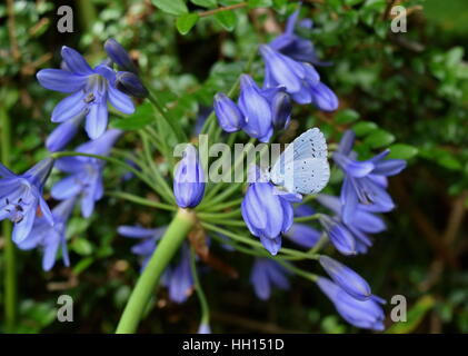 Blauer Schmetterling ruht auf lila Blume Blüte mit Hecke Hintergrund Stockfoto