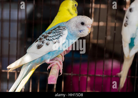 Gelber Wellensittich, Wellensittich Vögel im Käfig Stockfoto