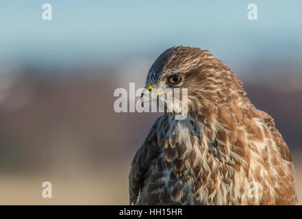 Bussard-Porträt Stockfoto