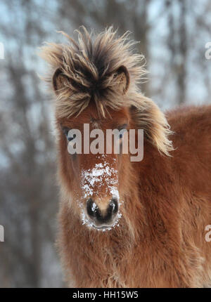 Ein junges Islandpferd Stutfohlen Sport einen verschneiten Maulkorb an einem kalten Wintertag. Stockfoto