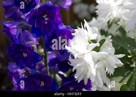 Philadelphus buckleys Feder Mock Orange weiß Blume mit einem Duft und Delphinium Wächter blau Stockfoto