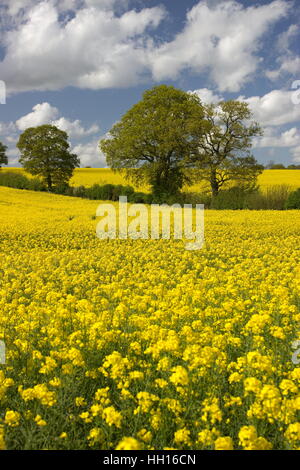 Raps Feld Brassica Napa in der Nähe von Dummer Hampshire Stockfoto