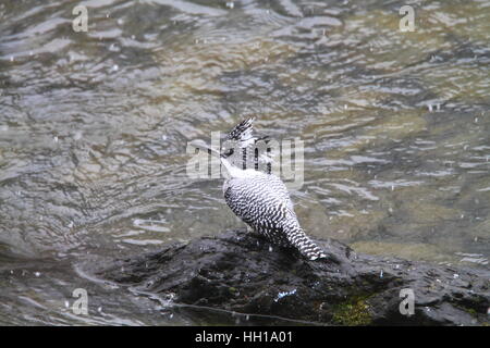 Crested Kingfisher (Megaceryle Lugubris) in Japan Stockfoto