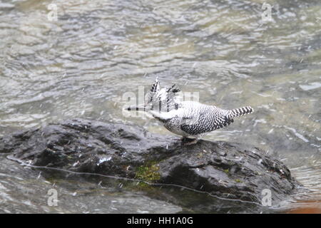 Crested Kingfisher (Megaceryle Lugubris) in Japan Stockfoto