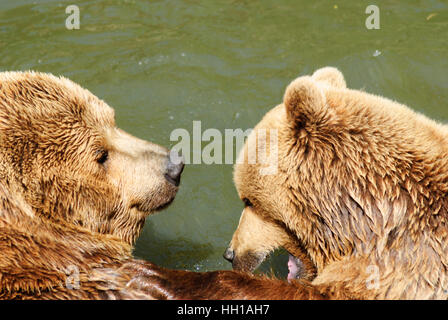 Haag: Braunbär (Ursus Arctos) im Tierpark, Mostviertel, Niederösterreich, Niederösterreich, Österreich Stockfoto