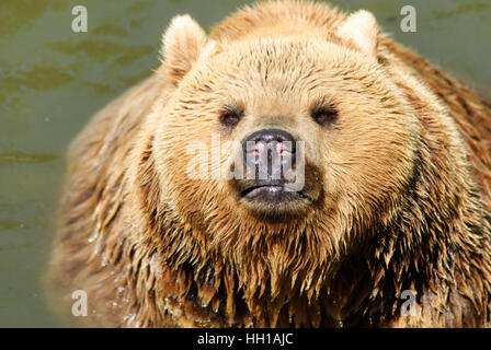 Haag: Braunbär (Ursus Arctos) im Tierpark, Mostviertel, Niederösterreich, Niederösterreich, Österreich Stockfoto