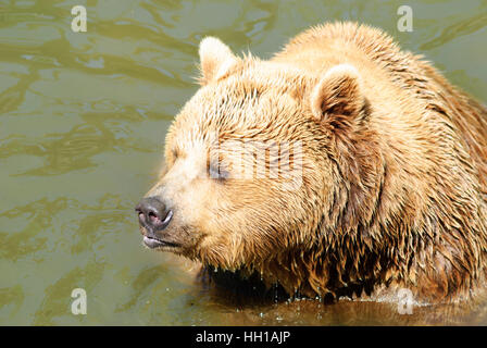 Haag: Braunbär (Ursus Arctos) im Tierpark, Mostviertel, Niederösterreich, Niederösterreich, Österreich Stockfoto