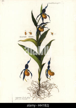 Frauenschuh Orchidee, Cypripedium Calceolus (Cypripedium Caleolus Radicibus Fibrose). Handkoloriert Kupferstich aus Albrect von Haller einheimische Flora der Schweiz, Historia Stirpium Indegenarium Helvetiae, Bern, Schweiz, 1768. Stockfoto