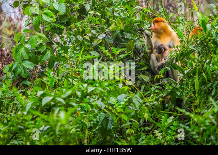 Weiblicher Proboscis-Affe (nasalis larvatus) mit Säugling im Tieflandwald von Borneo. Stockfoto