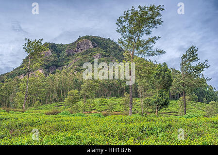 Sri Lanka: Highland Teeplantagen in Nuwara Eliya Stockfoto