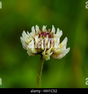 Makro der weiß-Klee (Trifolium Repens) Stockfoto