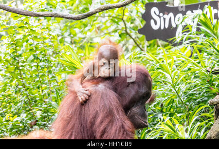 Mutter und Baby Orang-Utan im Zoo von Singapur Stockfoto