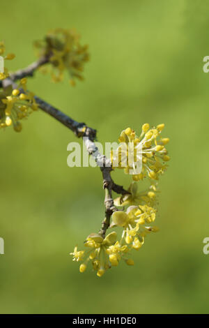 Cornus Mas in Clyne Gärten, Swansea, Wales, UK. Stockfoto