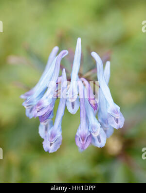 Corydalis Flexuosa "Pere David" Stockfoto