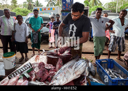 Fischverkäufer, lokaler Mann ausnehmen frisch gefangenen Fisch, Fisch Markt, Beruwela, Western Province, Sri Lanka Stockfoto