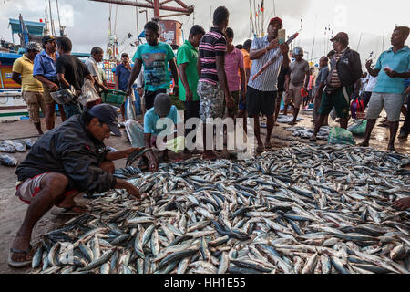 Zum Verkauf an Fisch Fischmarkt, Beruwela, Western Province, Sri Lanka Stockfoto