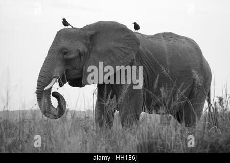 Afrikanischer Elefant (Loxodonta Africana), Murchison Falls National Park, Uganda Stockfoto