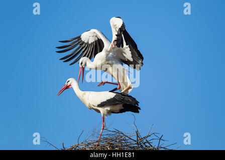 Weißstorch (Ciconia Ciconia), Paarung paar in das Nest, Nationalpark Doñana, Provinz Huelva, Andalusien, Spanien Stockfoto