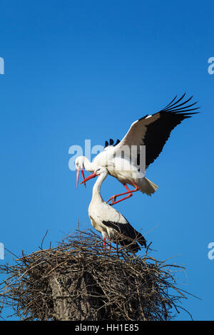 Weißstorch (Ciconia Ciconia), Paarung paar in das Nest, Nationalpark Doñana, Provinz Huelva, Andalusien, Spanien Stockfoto