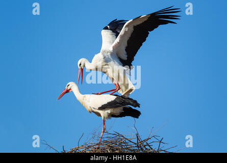 Weißstorch (Ciconia Ciconia), Paarung paar in das Nest, Nationalpark Doñana, Provinz Huelva, Andalusien, Spanien Stockfoto