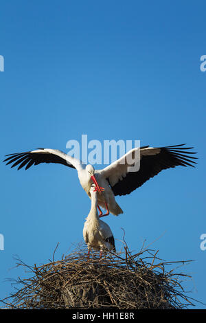 Weißstorch (Ciconia Ciconia), Paarung paar in das Nest, Nationalpark Doñana, Provinz Huelva, Andalusien, Spanien Stockfoto
