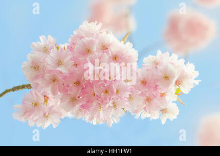 Flauschig weiche rosa Feder Cherry Blossom, Aufnahme gegen eine lebendige blauen Himmel. Stockfoto