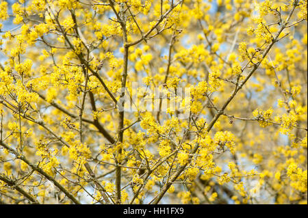 Das pulsierende Frühlingsblumen gelb von Cornus Mas Strauch/Baum, bekannt als die Karneol-Kirsche. Stockfoto