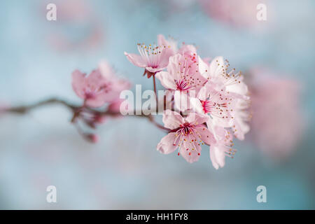 Die schönen rosa Frühling Blüte der Black Cherry Plum Tree auch bekannt als Prunus Cerasifera Nigra, gegen einen blauen Himmel und weichen Hintergrund Stockfoto