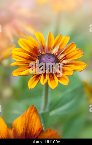 Nahaufnahme von einer einzigen Goldenen und braunen Sonnenhut auch bekannt als Rudbeckia Hirta Stockfoto