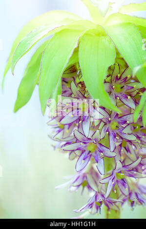 Nahaufnahme von der schönen Ananas Lilie Blume auch bekannt als Eucomis bicolor, Porträt-Aufnahme mit einem weichen Hintergrund Stockfoto