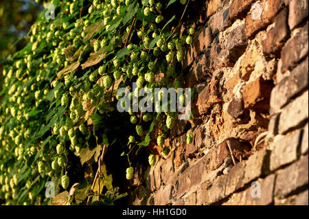 Wilder Hopfen an der Wand Stockfoto