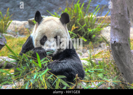 Xin Xin der Riesenpanda beobachtete mich während des Essens einige Bambus in Seac Pai Van Park, Seac Pai Van Park, Stockfoto