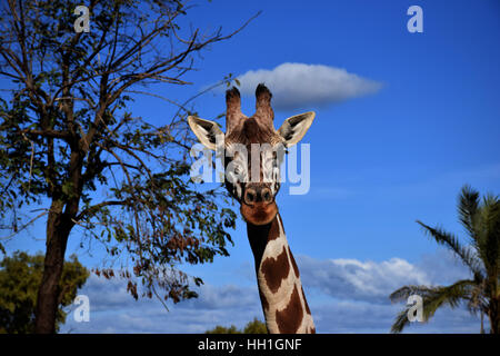 Die Giraffe in Ihrem Lebensraum Stockfoto