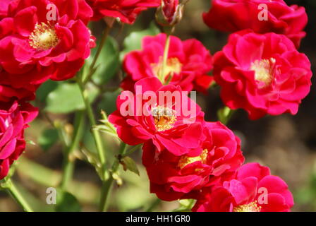 Eine Biene in eine rote Rose. Stockfoto